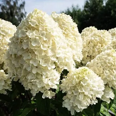 Гортензия САММЕР СНОУ метельчатая  Гортензия САММЕР СНОУ метельчатая в Москве