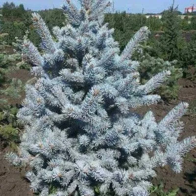 Ель МИСТИ БЛЮ голубая — описание сорта Ель МИСТИ БЛЮ голубая в Москве