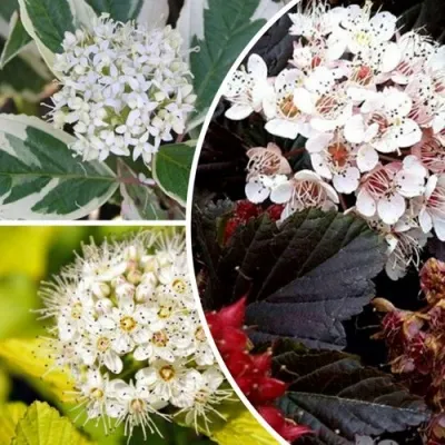 Комплект ЯРКАЯ ВСПЫШКА в Москве