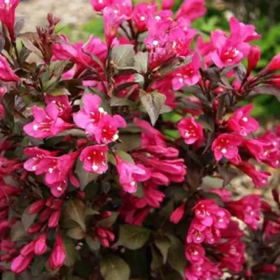 Вейгела БЛЭК РУБИ — описание сорта Вейгела БЛЭК РУБИ в Москве