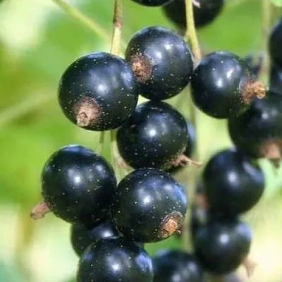 Смородина черная СТРЕЛЕЦ  Смородина черная СТРЕЛЕЦ в Москве