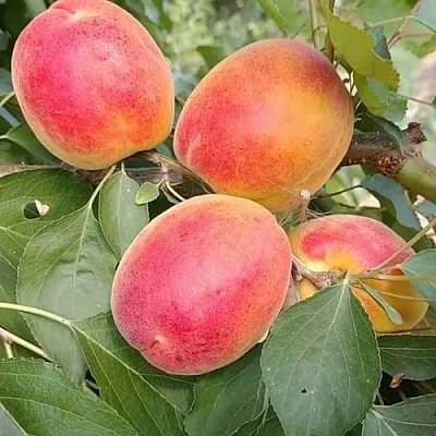 Абрикос ОСОБЕННЫЙ ДЕНИСЮКА  Абрикос ОСОБЕННЫЙ ДЕНИСЮКА в Москве