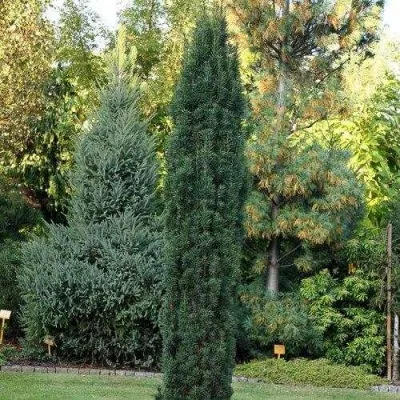 Тис ВОЙТЕК средний  — описание сорта Тис ВОЙТЕК средний  в Москве