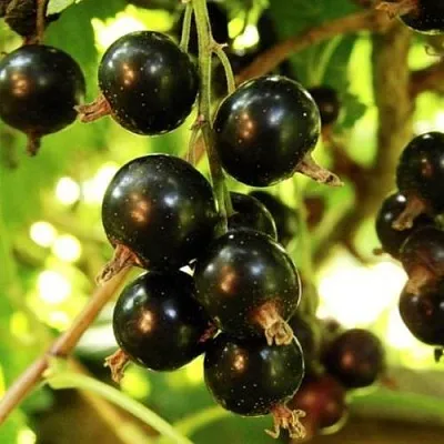 Смородина чёрная НАРА  Смородина чёрная НАРА в Москве