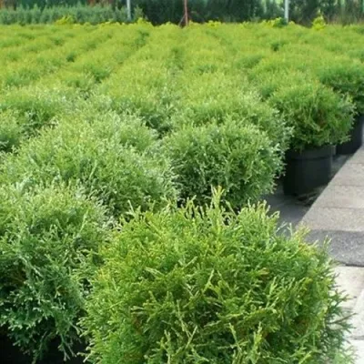 Туя ТИНИ ТИМ западная — описание сорта Туя ТИНИ ТИМ западная в Москве