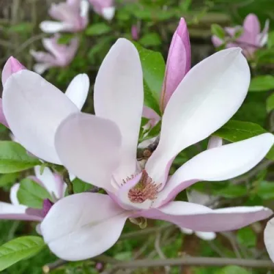 Магнолия ДЖОРДЖ ГЕНРИ КЕРН — описание сорта Магнолия ДЖОРДЖ ГЕНРИ КЕРН в Москве