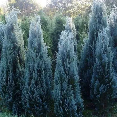 Кипарисовик ДАРТС БЛЮ РИББОН лавсона — описание сорта Кипарисовик ДАРТС БЛЮ РИББОН лавсона в Москве