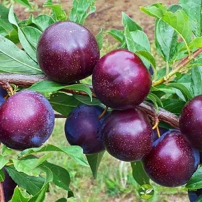 Шарафуга ВЕЛЬВЕТ САНРАЙЗ  Шарафуга ВЕЛЬВЕТ САНРАЙЗ в Москве