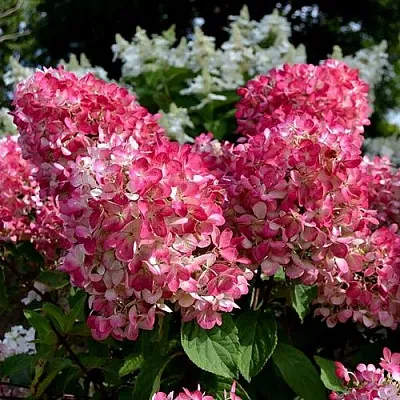 Гортензия ПИНК ДАЙМОНД метельчатая  Гортензия ПИНК ДАЙМОНД метельчатая в Москве