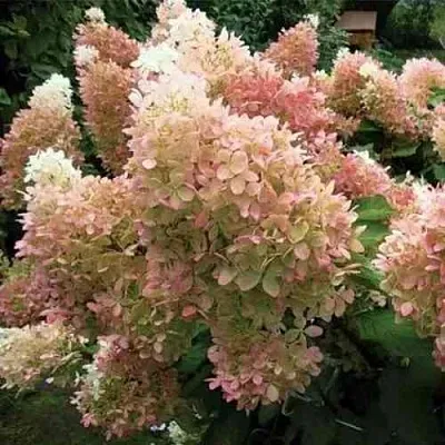 Гортензия ФАНТОМ метельчатая  Гортензия ФАНТОМ метельчатая в Москве