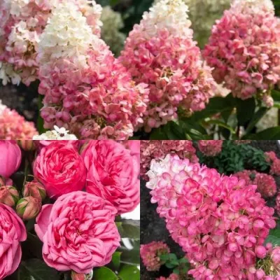 Комплект МАЛИНОВЫЙ ДЕСЕРТ — описание сорта Комплект МАЛИНОВЫЙ ДЕСЕРТ в Москве