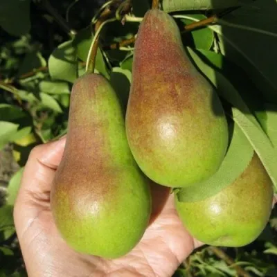 Груша ТАЛГАРСКАЯ КРАСАВИЦА — описание сорта Груша ТАЛГАРСКАЯ КРАСАВИЦА в Москве