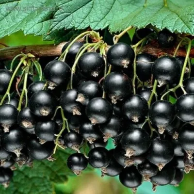 Смородина черная БЕН КОНАН — описание сорта Смородина черная БЕН КОНАН в Москве