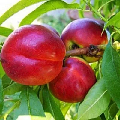 Нектарин  Нектарин в Москве