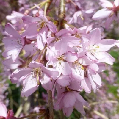 Сакура ПЕНДУЛА РУБРА — описание сорта Сакура ПЕНДУЛА РУБРА в Москве