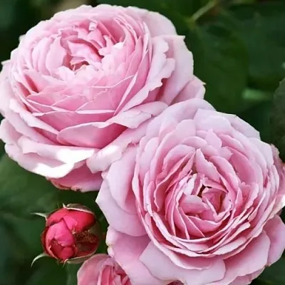 Саженцы роз ДИТЕР МЮЛЛЕР шраб  Саженцы роз ДИТЕР МЮЛЛЕР шраб в Москве