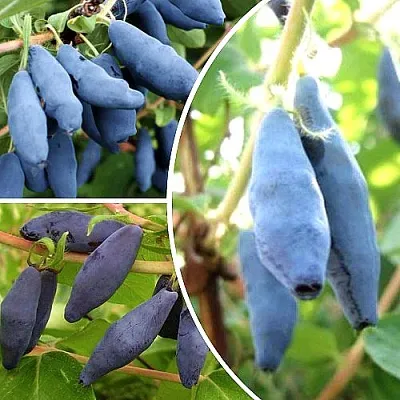 Комплект СЛАДКИЕ ХИТЫ  Комплект СЛАДКИЕ ХИТЫ в Москве