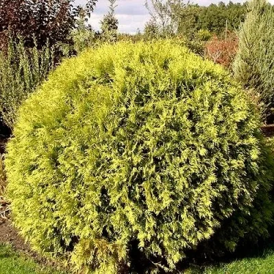 Туя ГЛОБОЗА АУРЕА западная — описание сорта Туя ГЛОБОЗА АУРЕА западная в Москве