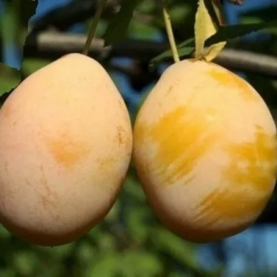 Слива ВАШИНГТОН в Москве