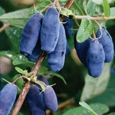 Жимолость съедобная ЛАЗУРНАЯ  Жимолость съедобная ЛАЗУРНАЯ в Москве