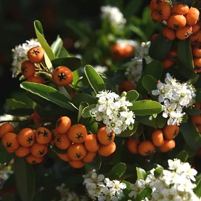 Пираканта  Пираканта в Москве