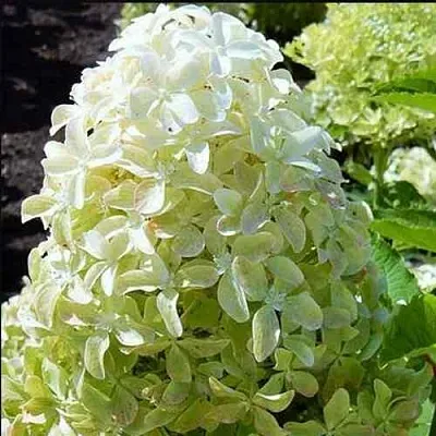 Гортензия МЭДЖИКАЛ ЛАЙМ СПАРКЛ метельчатая  Гортензия МЭДЖИКАЛ ЛАЙМ СПАРКЛ метельчатая в Москве