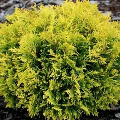 Туя ДАВИД западная — описание сорта Туя ДАВИД западная в Москве