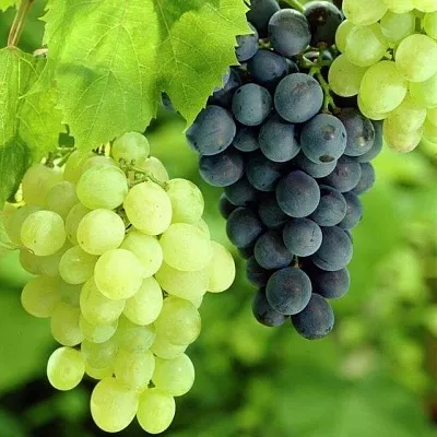 Столовый  Столовый в Москве