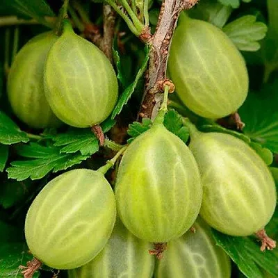 Крыжовник УРАЛЬСКИЙ ИЗУМРУД  Крыжовник УРАЛЬСКИЙ ИЗУМРУД в Москве