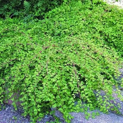 Стефанандра  Стефанандра в Москве