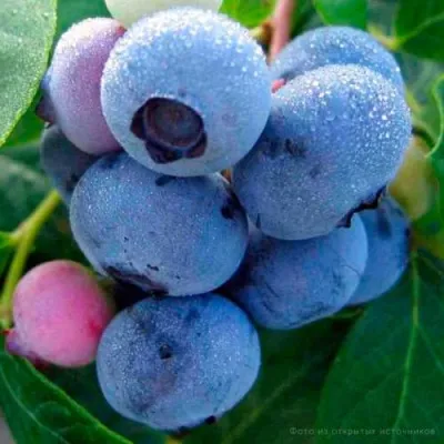 Голубика БОНИФАЦИЙ — описание сорта Голубика БОНИФАЦИЙ в Москве