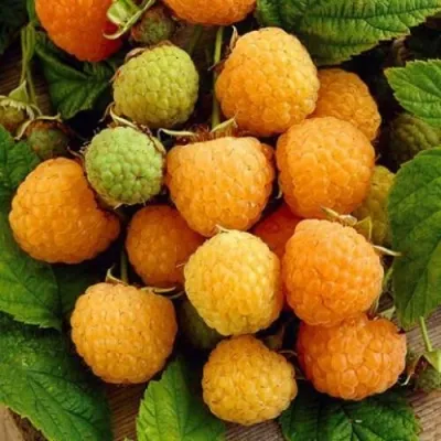 Малина ЖЁЛТЫЙ ГИГАНТ — описание сорта Малина ЖЁЛТЫЙ ГИГАНТ в Москве