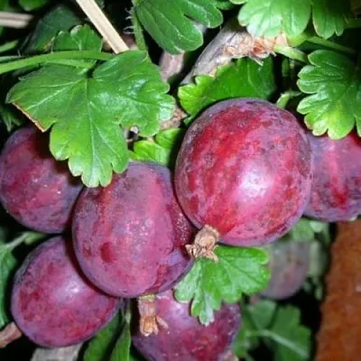 Крыжовник КОЛОБОК  Крыжовник КОЛОБОК в Москве