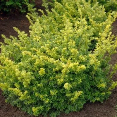 Тис ЭЛЕГАНТИССИМА ягодный — описание сорта Тис ЭЛЕГАНТИССИМА ягодный в Москве