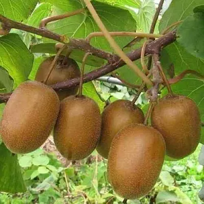 Актинидия ХЕЙВАРД деликатесная   Актинидия ХЕЙВАРД деликатесная  в Москве