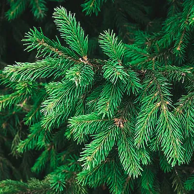 Ель  Ель в Москве