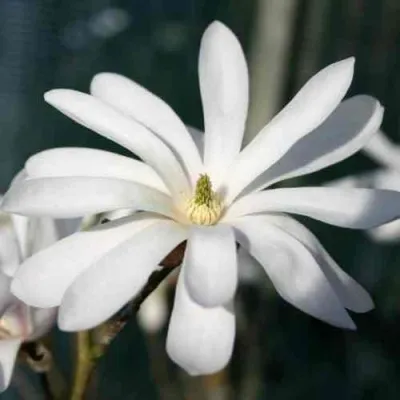 Магнолия РОЯЛ СТАР — описание сорта Магнолия РОЯЛ СТАР в Москве