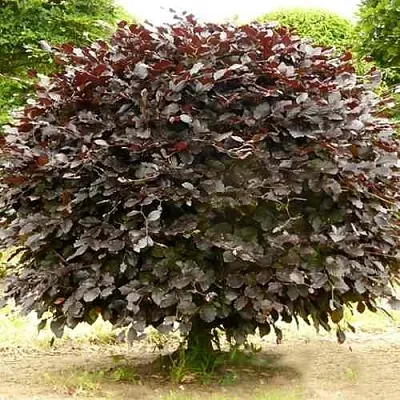 Бук лесной АТРОПУНИЦЕА  Бук лесной АТРОПУНИЦЕА в Москве