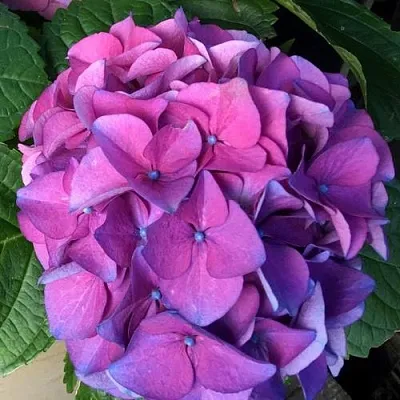 Гортензия СИБИЛЛА (МАСЯ) крупнолистная  Гортензия СИБИЛЛА (МАСЯ) крупнолистная в Москве