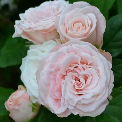 Саженцы роз БОМБАСТИК спрей  Саженцы роз БОМБАСТИК спрей в Москве