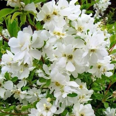 Экзохорда ЗЕ БРАЙД  Экзохорда ЗЕ БРАЙД в Москве