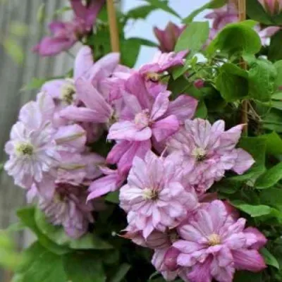 Клематис ИННОСЕНТ ГЛАНС — описание сорта Клематис ИННОСЕНТ ГЛАНС в Москве