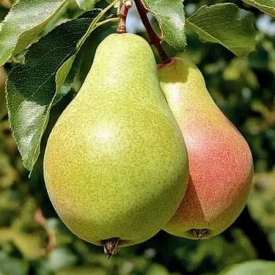 Груша ЯНВАРСКАЯ в Москве