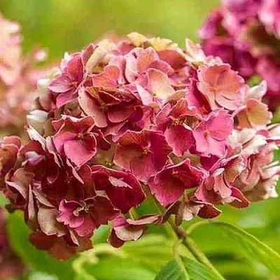 Гортензия ПРЕЦИОЗА пильчатая  Гортензия ПРЕЦИОЗА пильчатая в Москве