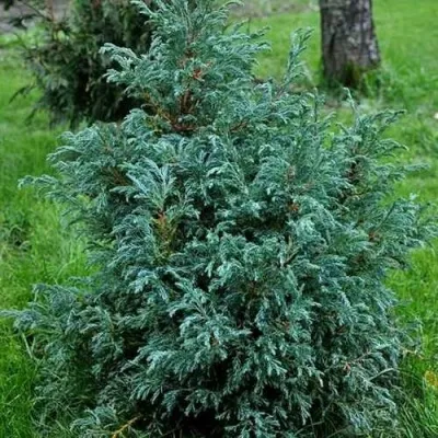 Кипарисовик БЕБИ БЛЮ горохоплодный — описание сорта Кипарисовик БЕБИ БЛЮ горохоплодный в Москве