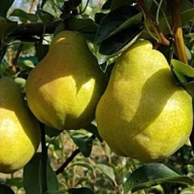 Груша СОКРОВИЩЕ — описание сорта Груша СОКРОВИЩЕ в Москве