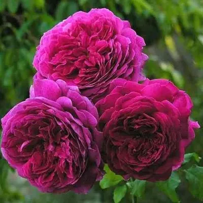 Саженцы роз КЕЙТ английская — описание сорта Саженцы роз КЕЙТ английская в Москве