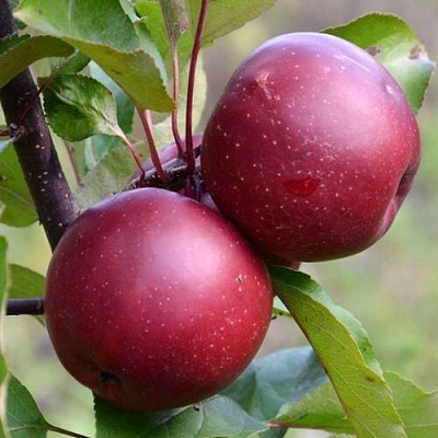 Яблоня красномясая в Киргизии