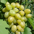 Виноград в Киргизии