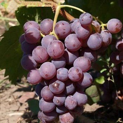 Виноград ЭЛЕГИЯ в Киргизии